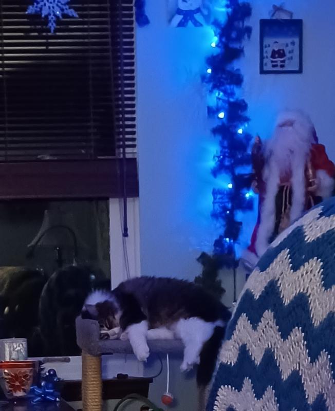 Big boy loves the top bunk. First year with it.