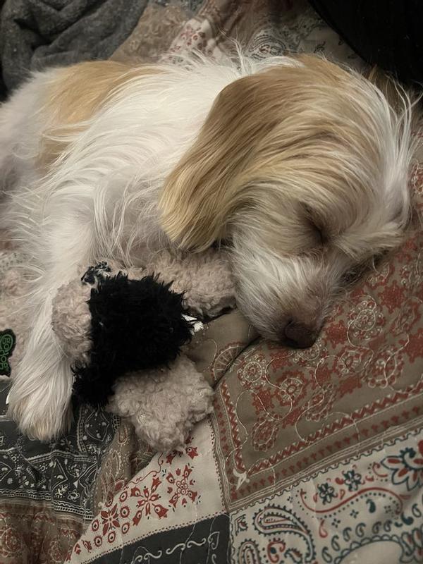 Penelope loves her baby lamb, she carries it with her all the time and loves to take it to bed with her
