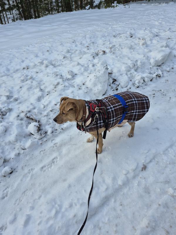 Night walk in the winter only 4 o'clock.