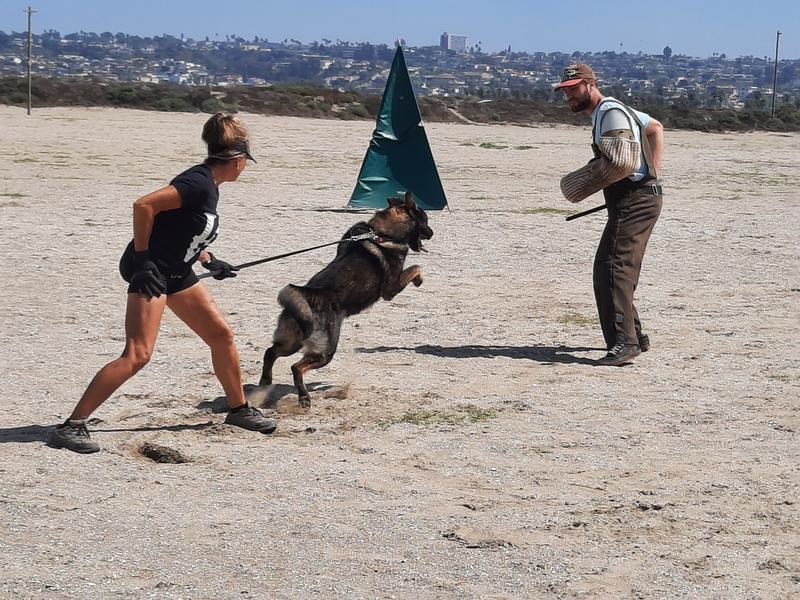 Test for Heartworm disease! Don't think your dog is insensible. Prevention is better than treatment.