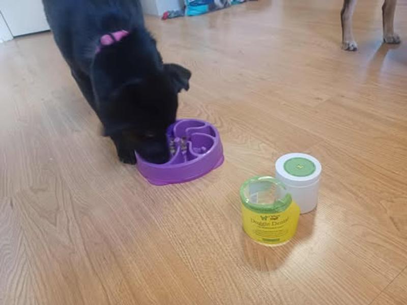 Lulu enjoying her toppings