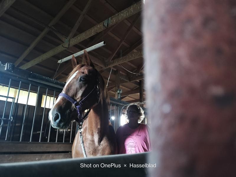 Best buggy horse ever 💕