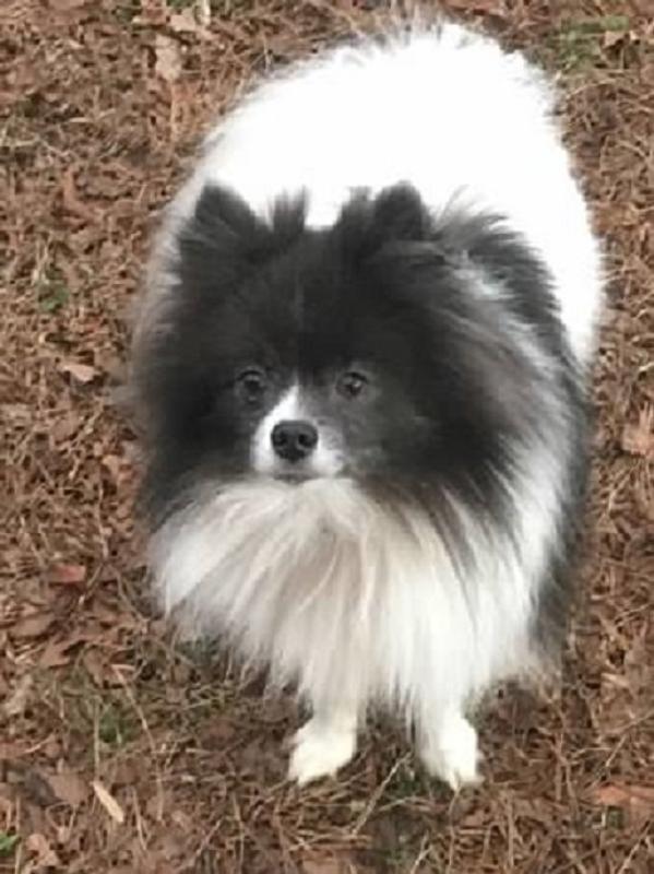 Cody Bear