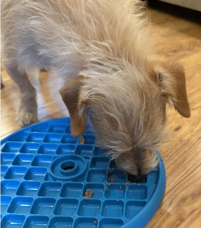 Moxie finished her treat quickly!