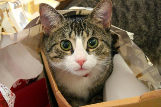 Meeko Harrison