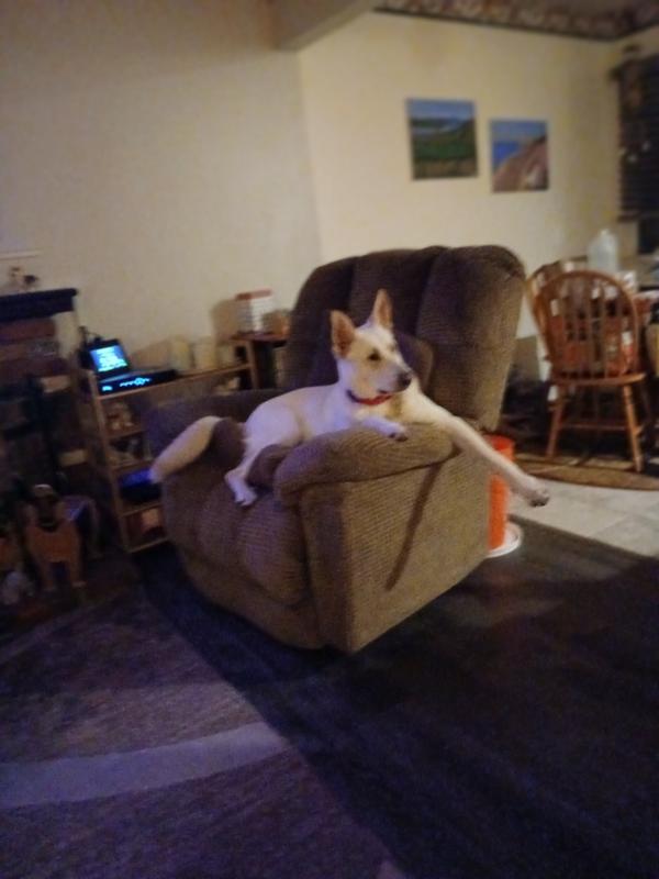 Shylo in his new red c9llar