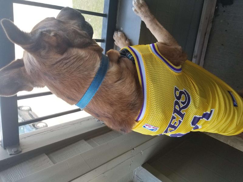 Pets First NBA Golden State Warriors Mesh Basketball Jersey for DOGS & CATS  - Licensed, Comfy Mesh, 21 Basketball Teams / 5 sizes