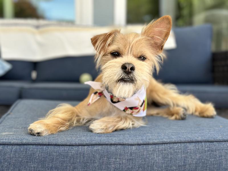 One happy healthy pup!