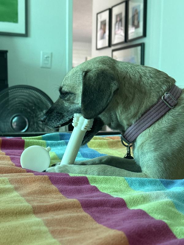 Ash enjoys his toothbrush bone