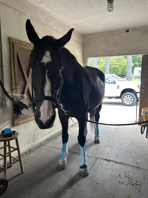 Handsome Angus in his fly boots.