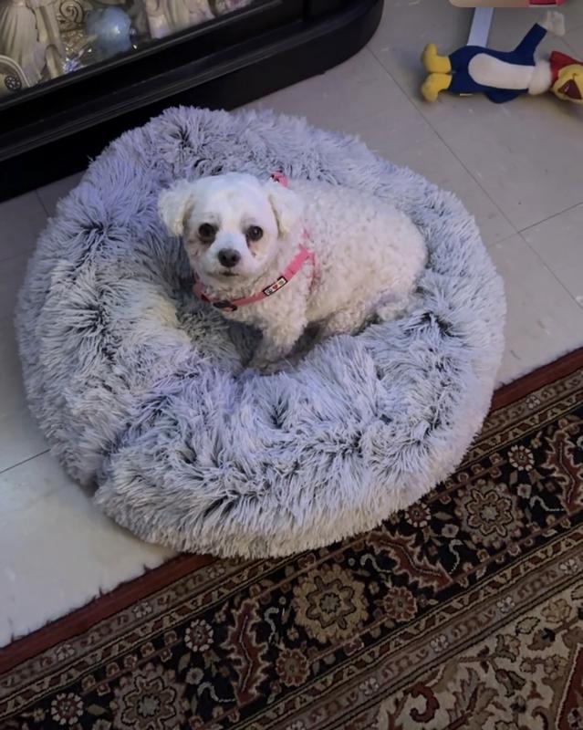 She loves her bed!
