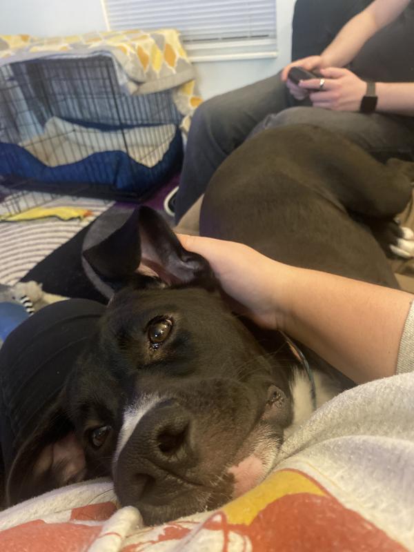 Look at this face? Would this face lie to you?