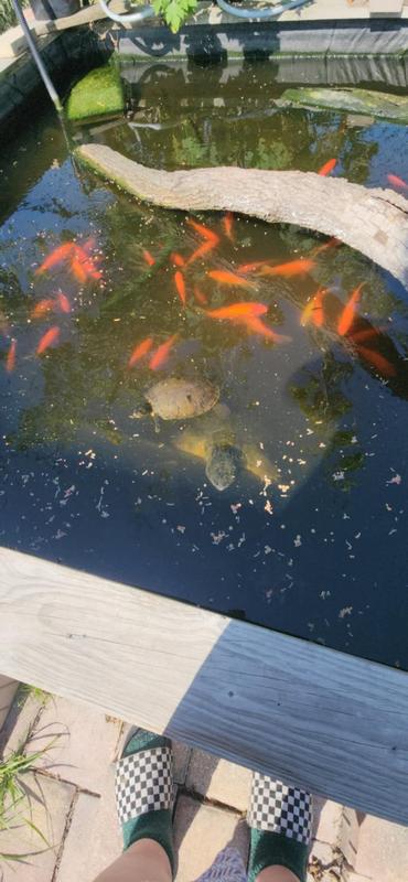 This is my (smaller) 18 years old Red Slider with her friend; my 10 years old Florida Snapper. Both female