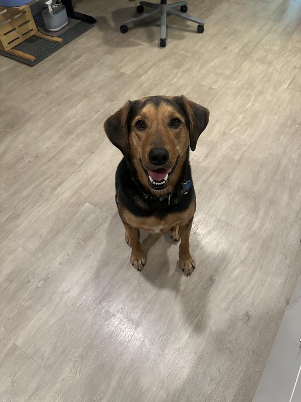 Actually happy doggy