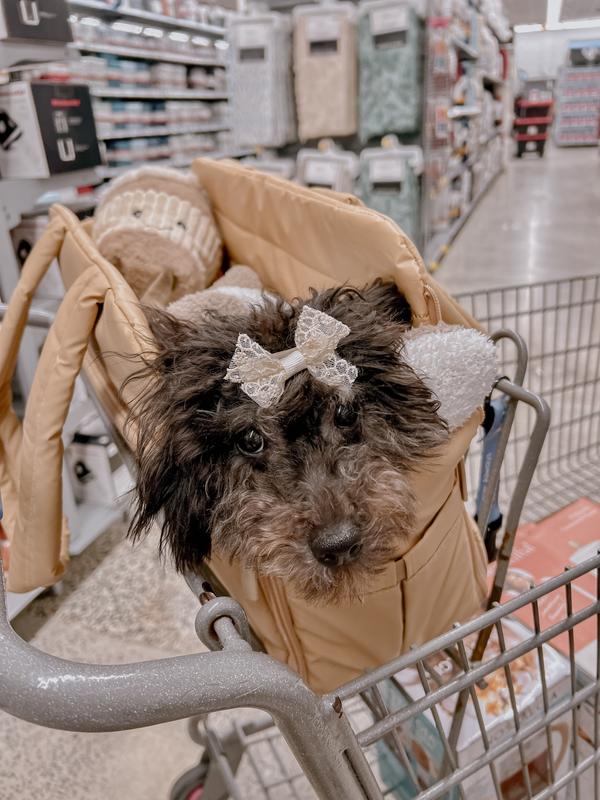 Molly loves her carrier!
