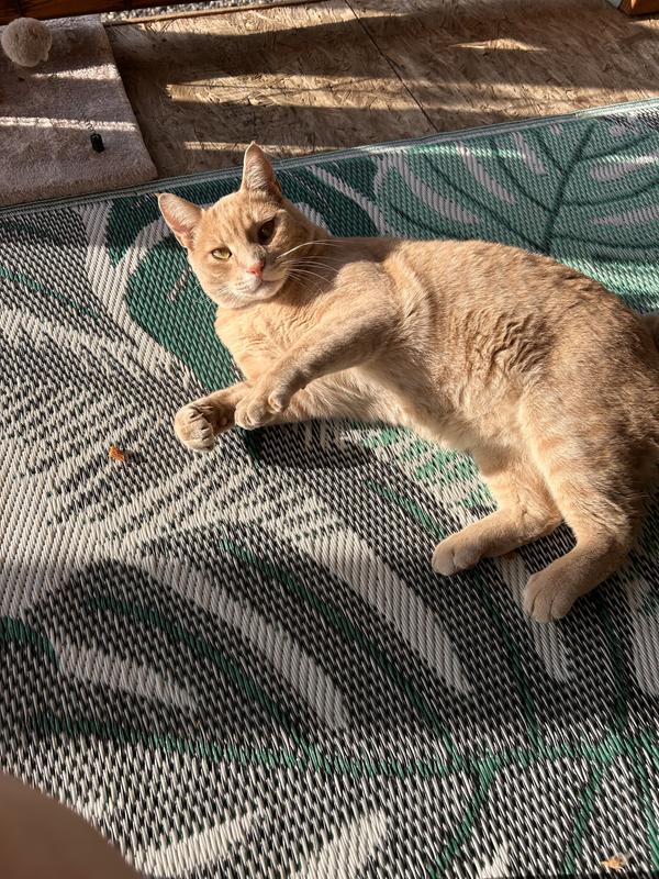 After playing with the new snake toy