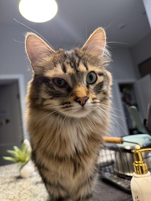 right eye is heavily enflamed.