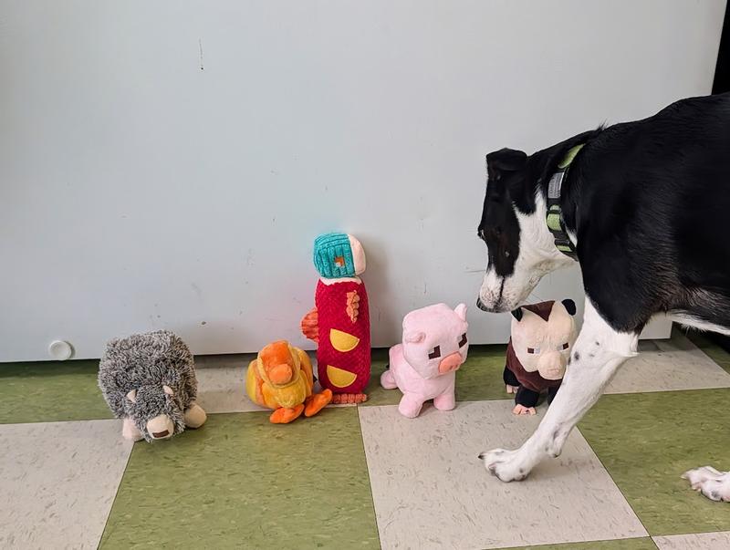 Daisy picking out her favorite.