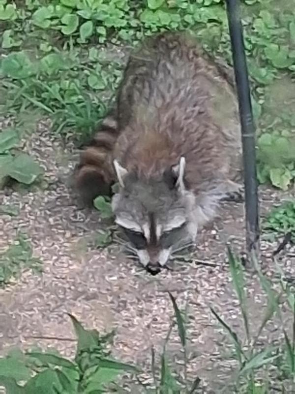 One more I forgot to mention ..