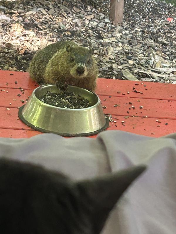 The cats also love to watch