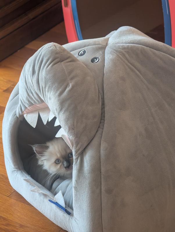 Paisley in her favorite nap spot