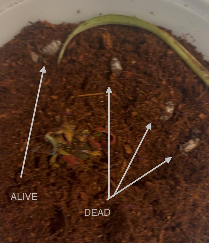 A screenshot of 3 dead and one live dairy cow isopods