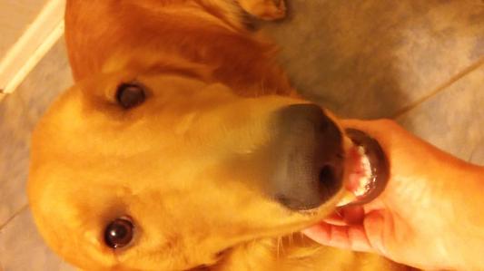 Retriever Max
