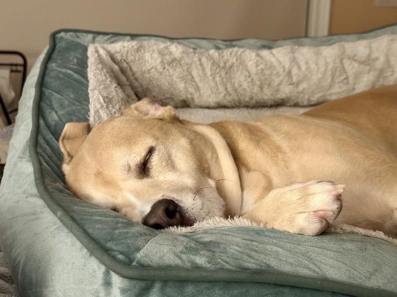 Bunni’s in Love with this Bed!