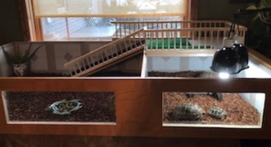 Old bookshelf made into tortoise pen.