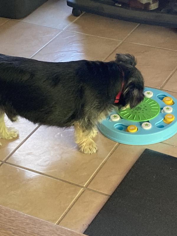 Toby, the Puzzler Pup