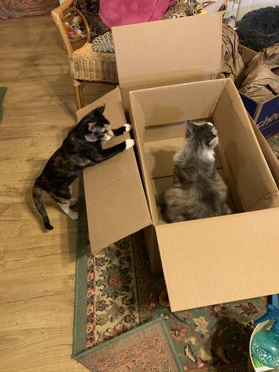 Nola An and Beso love playing in Chewy boxes