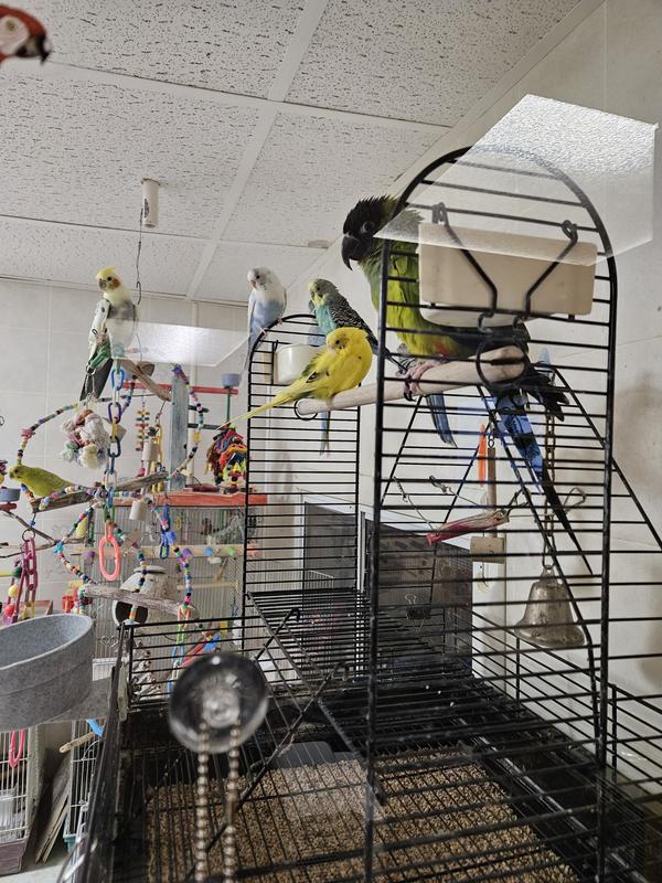 My Parakeets hanging out with their Conure friend