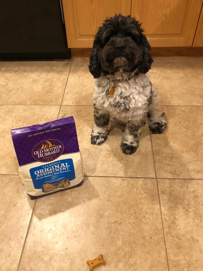 Cody waiting patiently for his treat! Getting a haircut tomorrow!