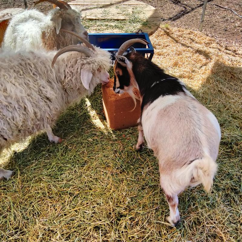 Pumpkin-bunches loves it!