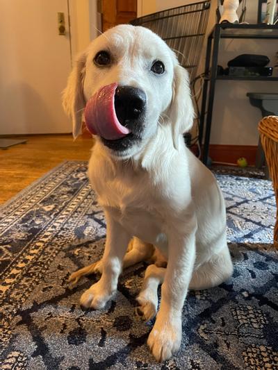 Post-Dinner Bliss