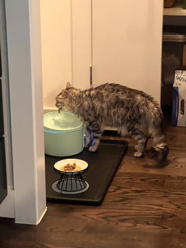 One loves the spout the other loves drinking from the bowl.