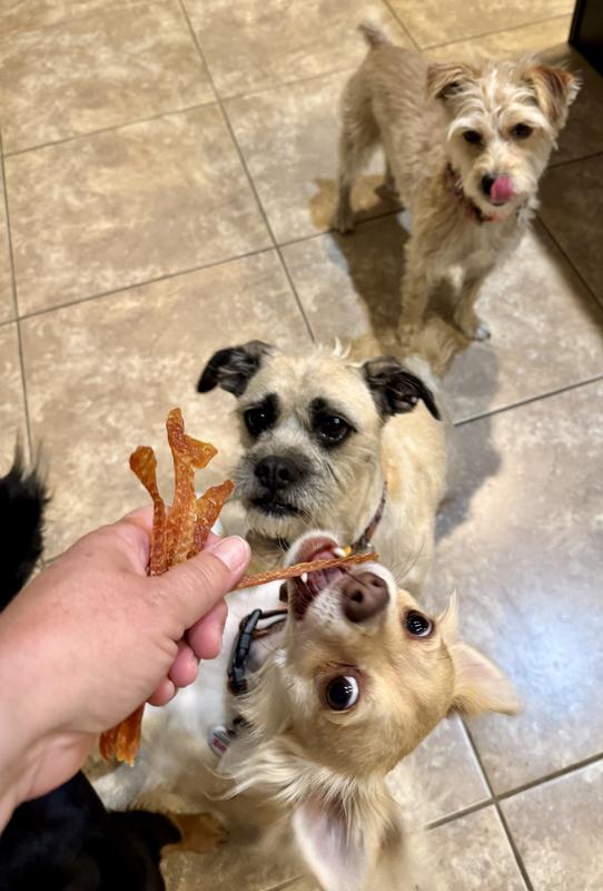 Easy for my Chihuahua to chew