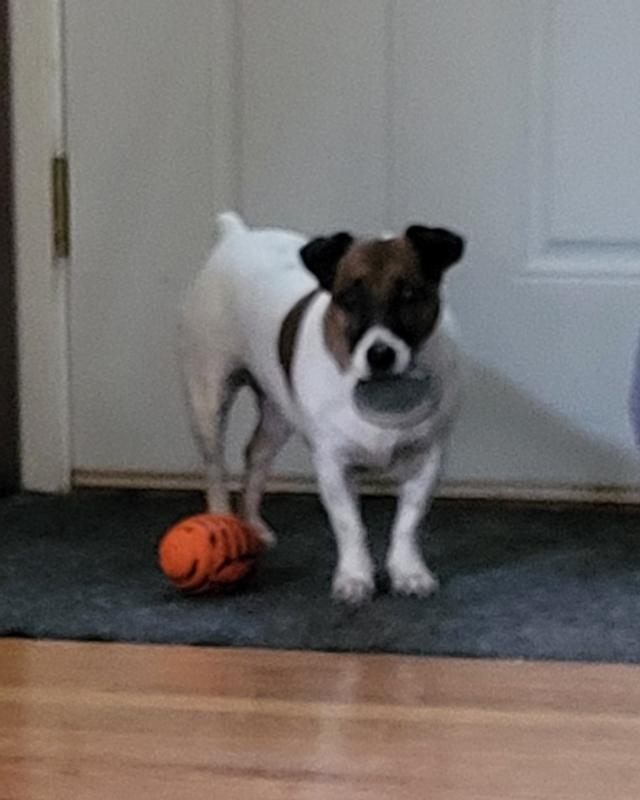 Gigi with toy. Chewing it open.squeaker and pieces.