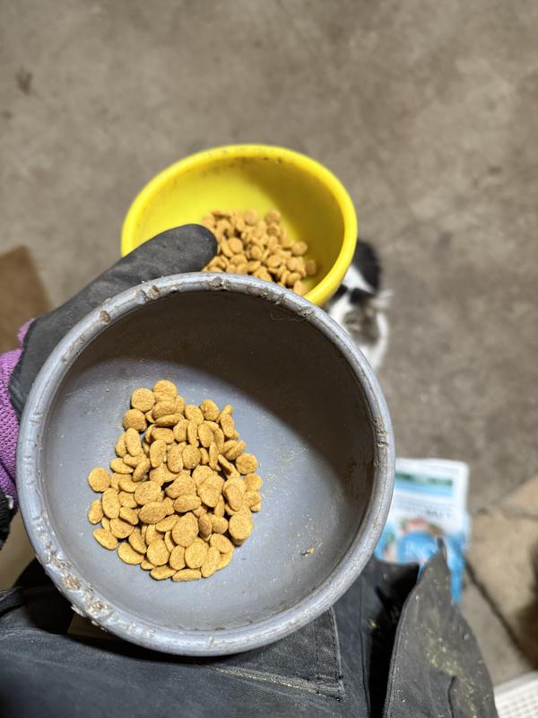 The cats love it so much they tore the bag open overnight! Whoops!