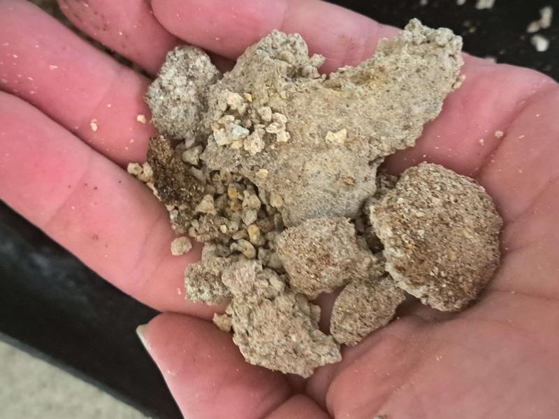 New Version Available KENT / BLUE SEAL Home Fresh Extra Egg Layer