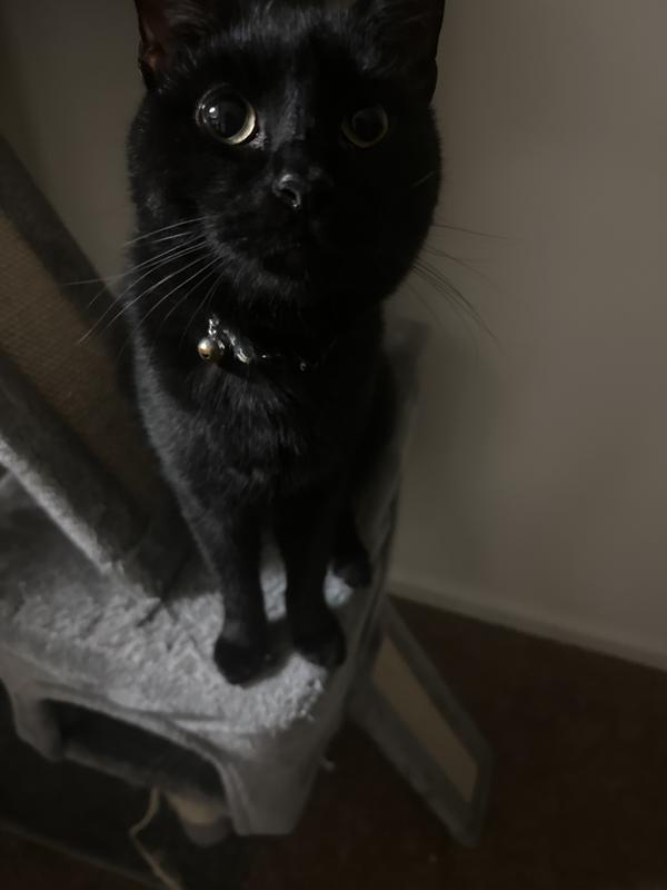 My happy boy approves!