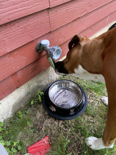 Blue Handworks Spike Dog Watering Can