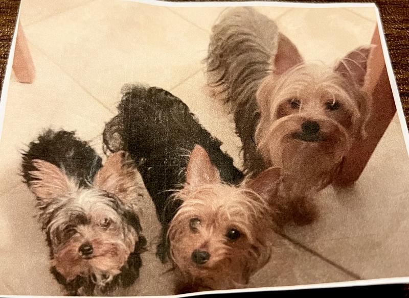 Max, PepoerAnn, and CoCo anxiously waiting for me to open their Chewy box.