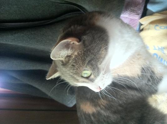 Whiskas purrfectly fish discontinued hotsell