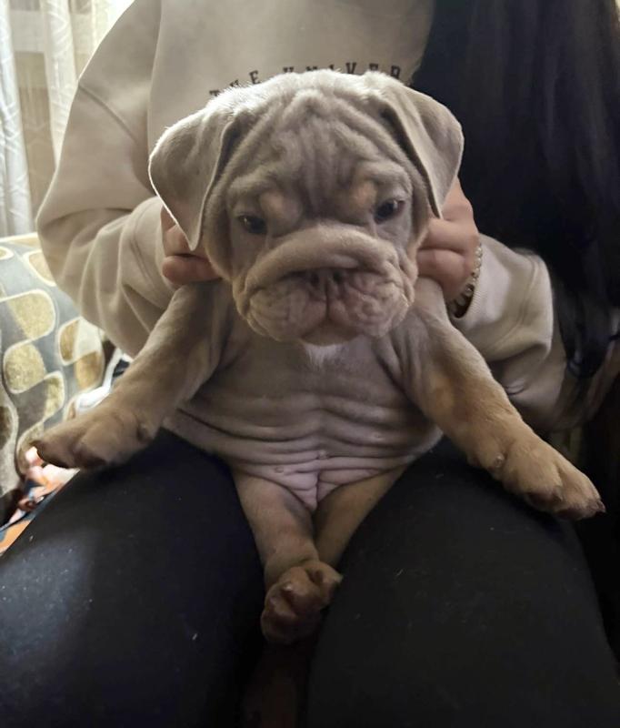 This is Tori our new fur baby. She is an English Bulldog!