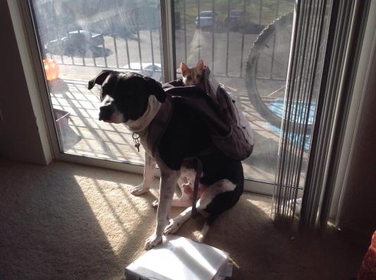 Asher and his kitty "Bee."