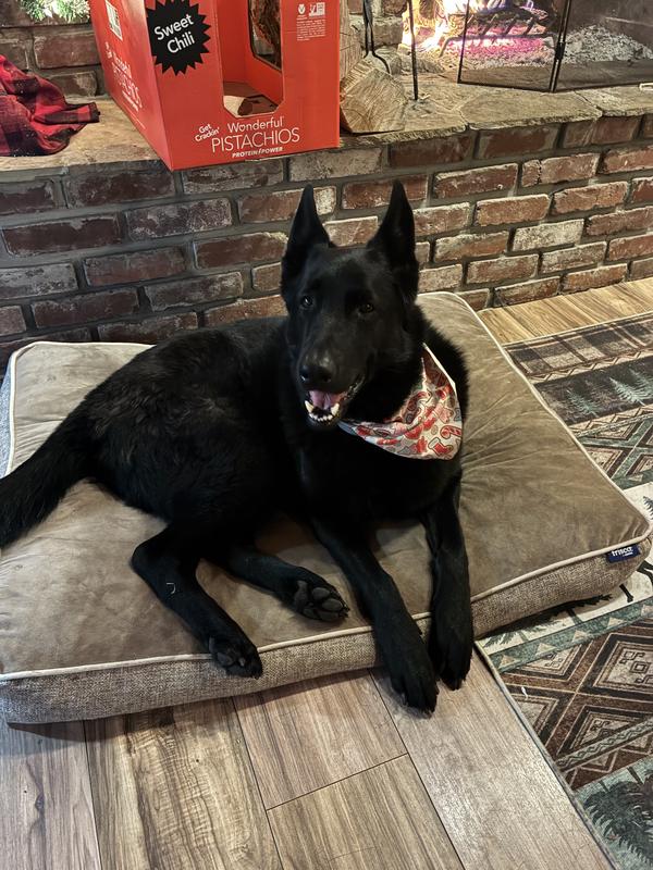 Charlie girl loving her bed