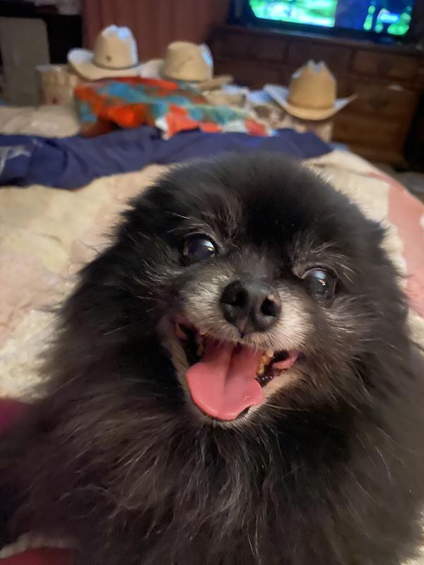 He's a happy Sentinel Senior Pup!