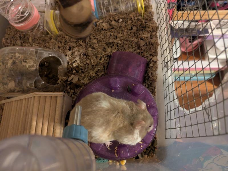 Chocolate Moose after filling his cheek!