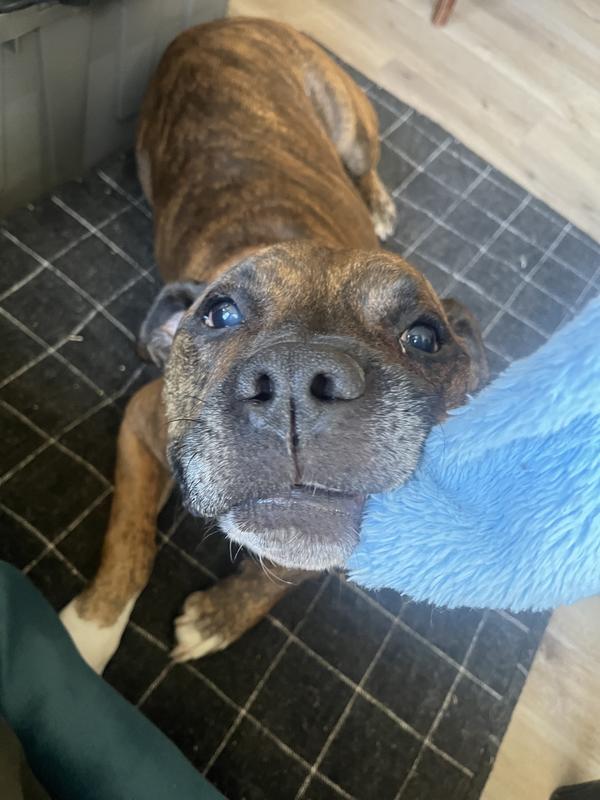 He never looks happy in photos, but trust: he loves this toy